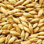 Tweaked barley may keep beer flowing as climate change hits crops